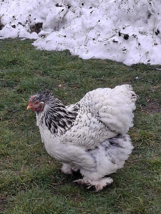 Kura Kochina Olbrzymia