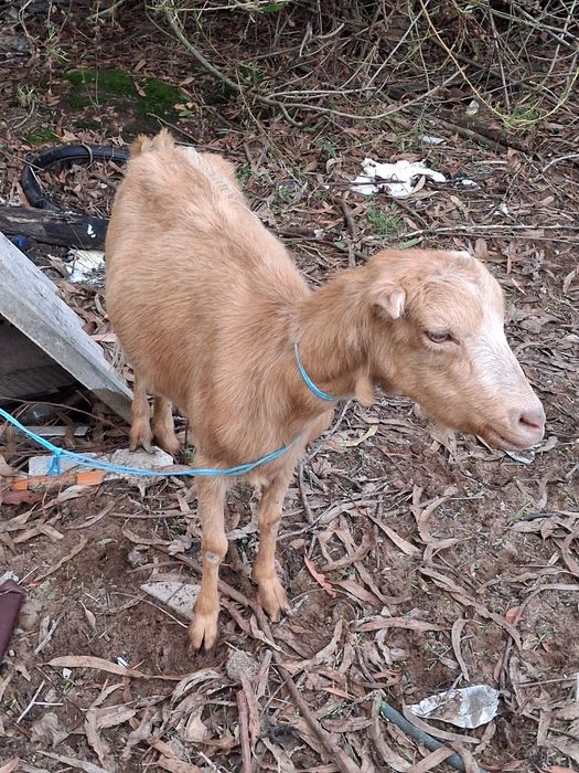 Cabras raça grande novas