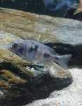 Pyszczak Delfin - Cyrtocara Moorii 4cm 5 sztuk