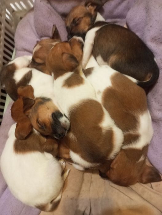 Продаю щенят порода Джек Рассел