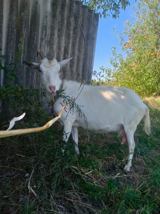 Коза робоча в день 5 літрів молока