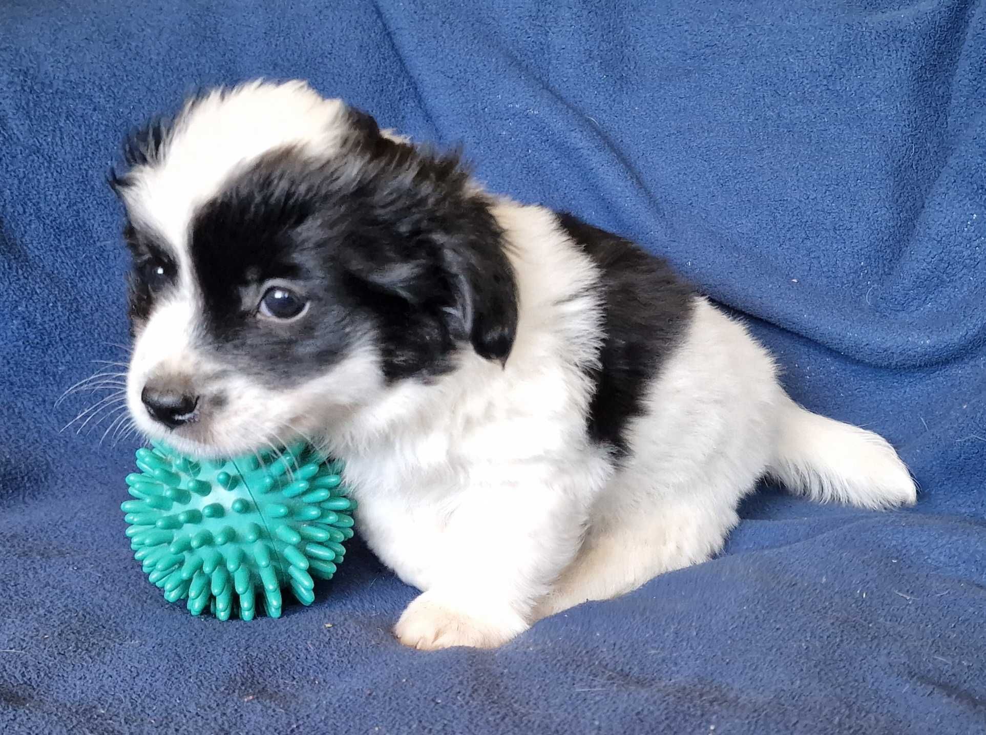 Cachorrinho de porte pequeno