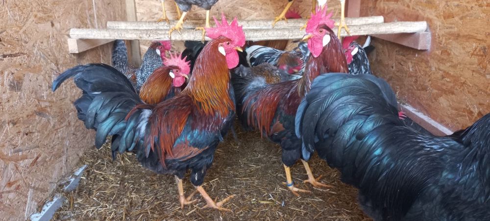 Jaja lęgowe Czubatki staropolskiej Barnavelder Australorp  Koguty