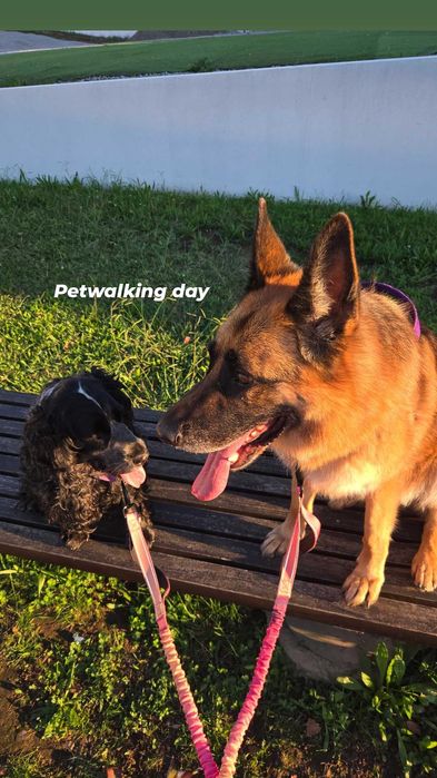 Petsitting Animals Care