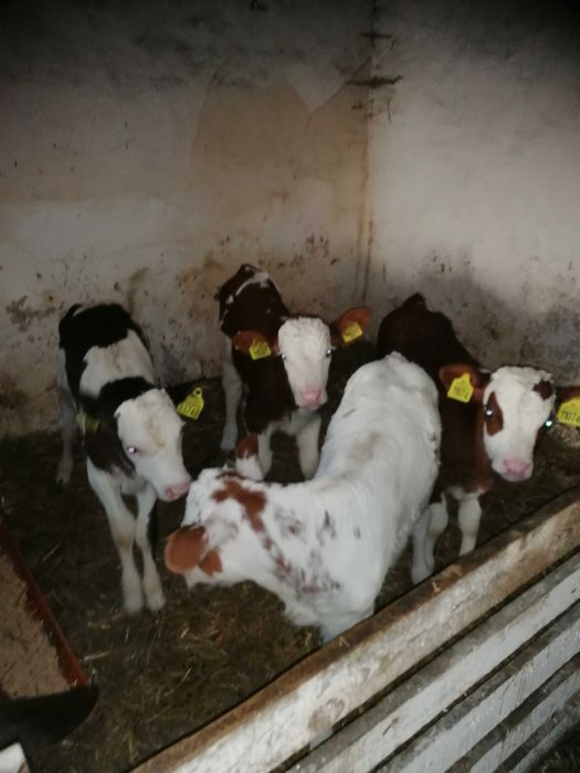 Cielaki jalowki bydło