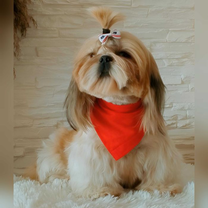 Shih Tzu Lambo pies piękny kolor rodowód