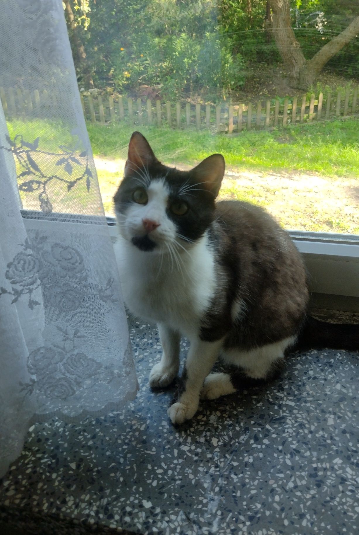 Tymianek - kotek do adopcji