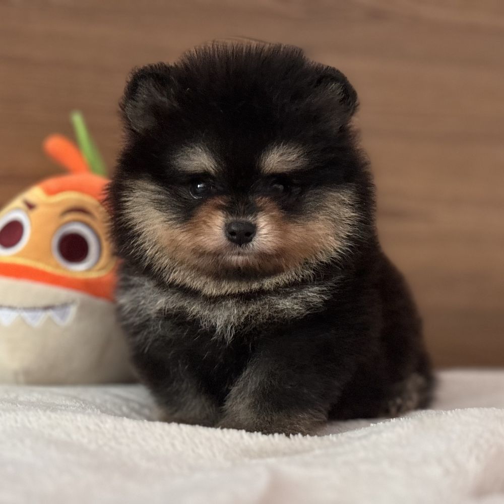 шикарний Хлопчик тип ведмедика.