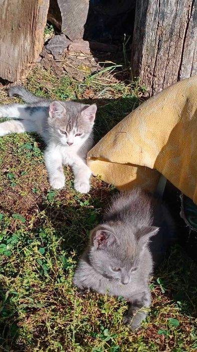 Чудові кошенята шукають сім'ю