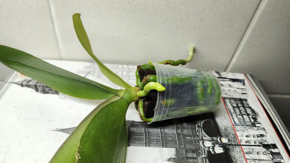 Орхідея фаленопсис- підліток сорту Katleen(10cm)