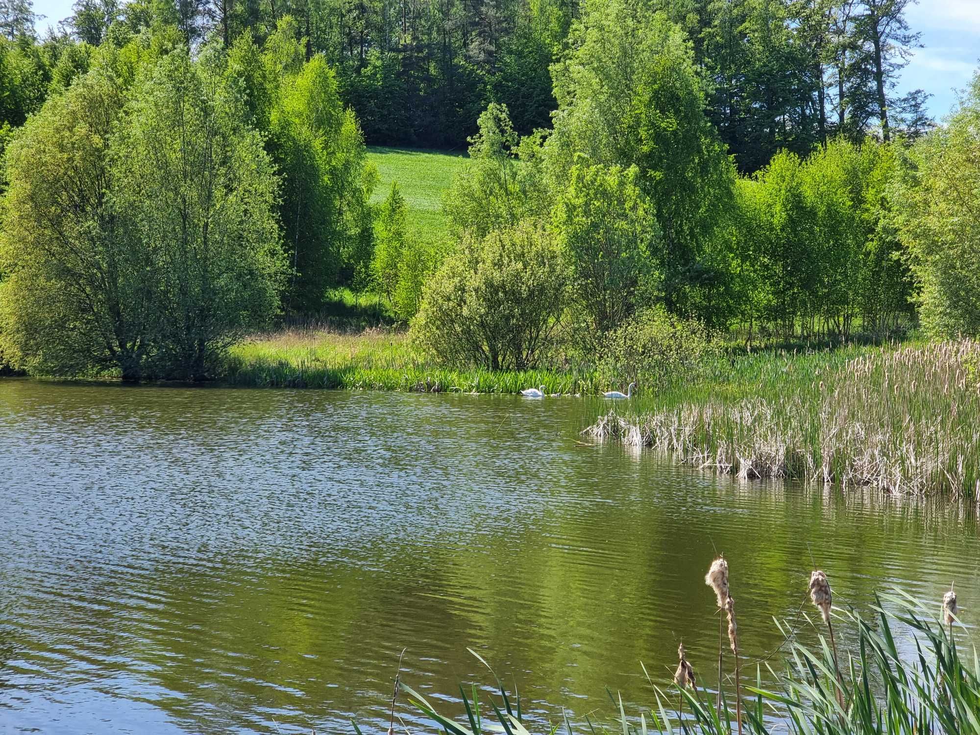 Działka 6,1 ha - prywatne jezioro Ulkowy.