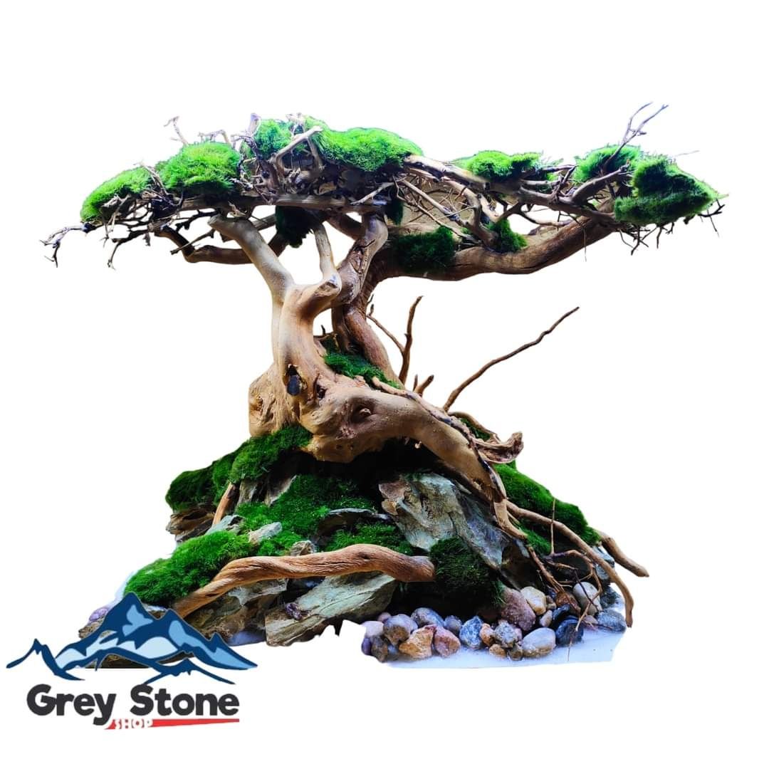 Drzewko bonsai do akwarium