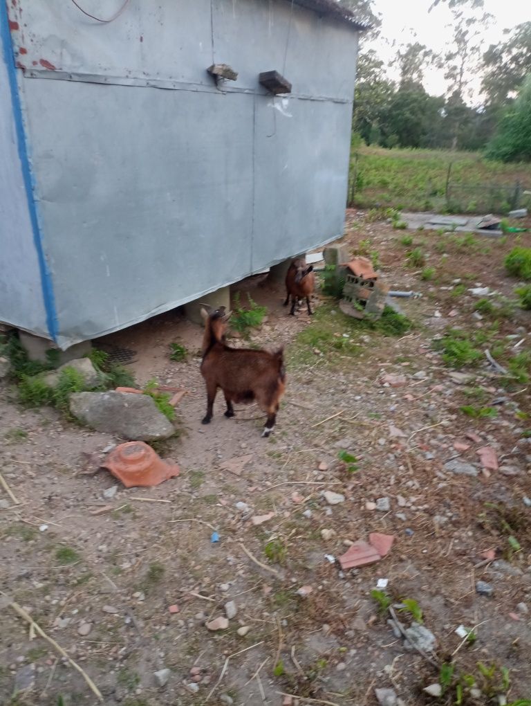 Cabras anãs duas fêmeas e um macho