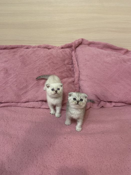 Вислоухие шотландские котята