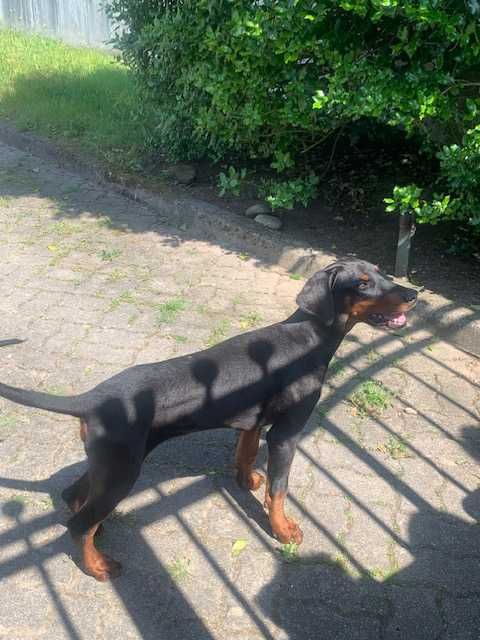 Cachorro Doberman excelente exemplar e caracter