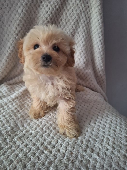 Maltipo-maltanczyk&pudel