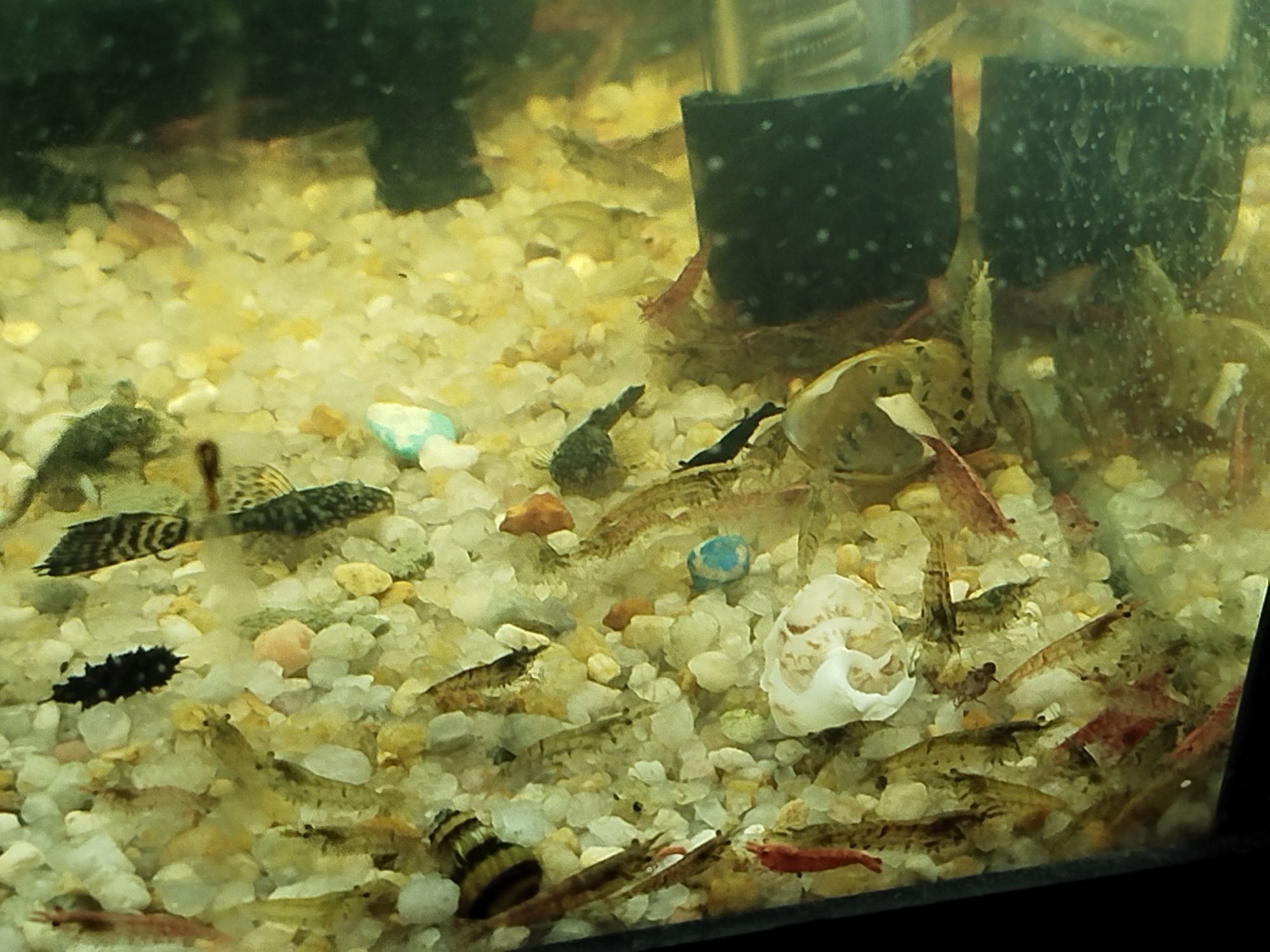 Camarão neocaridina bons para limpeza de aquário