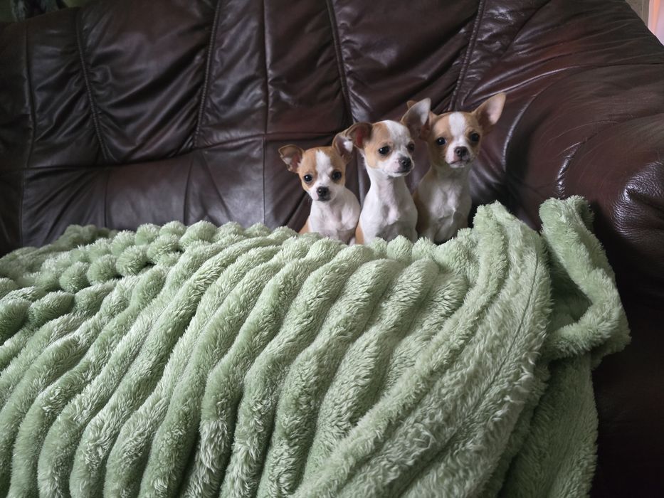 Szczeniaczki rasy Chihuahua krótkowłosy
