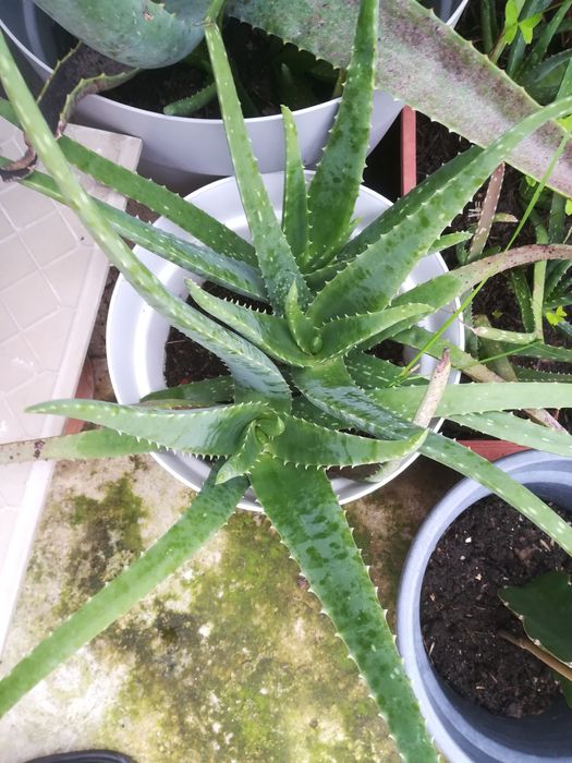 Aloé Vera em vaso
