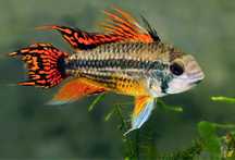 Casal apistogramma cacatuoide doble red