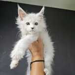 Kocurek  Maine coon rodowód fpl FIFe hodowlany do hodowli