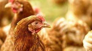 Kury nioski z wolnego wybiegu prosto od hodowcy ! Kurka z jajkiem !!!