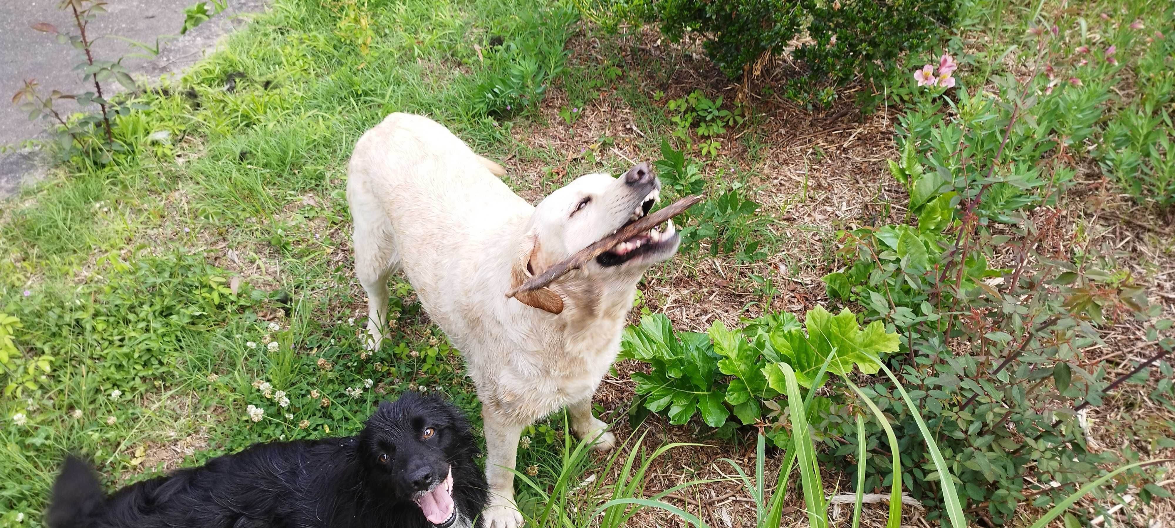 Adoçao de labradora adoravel