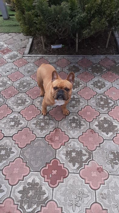 Французский бульдог ждёт ДАМ для вязки