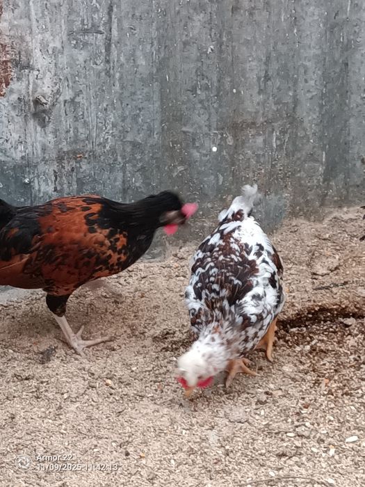 Vendo garnizos machos