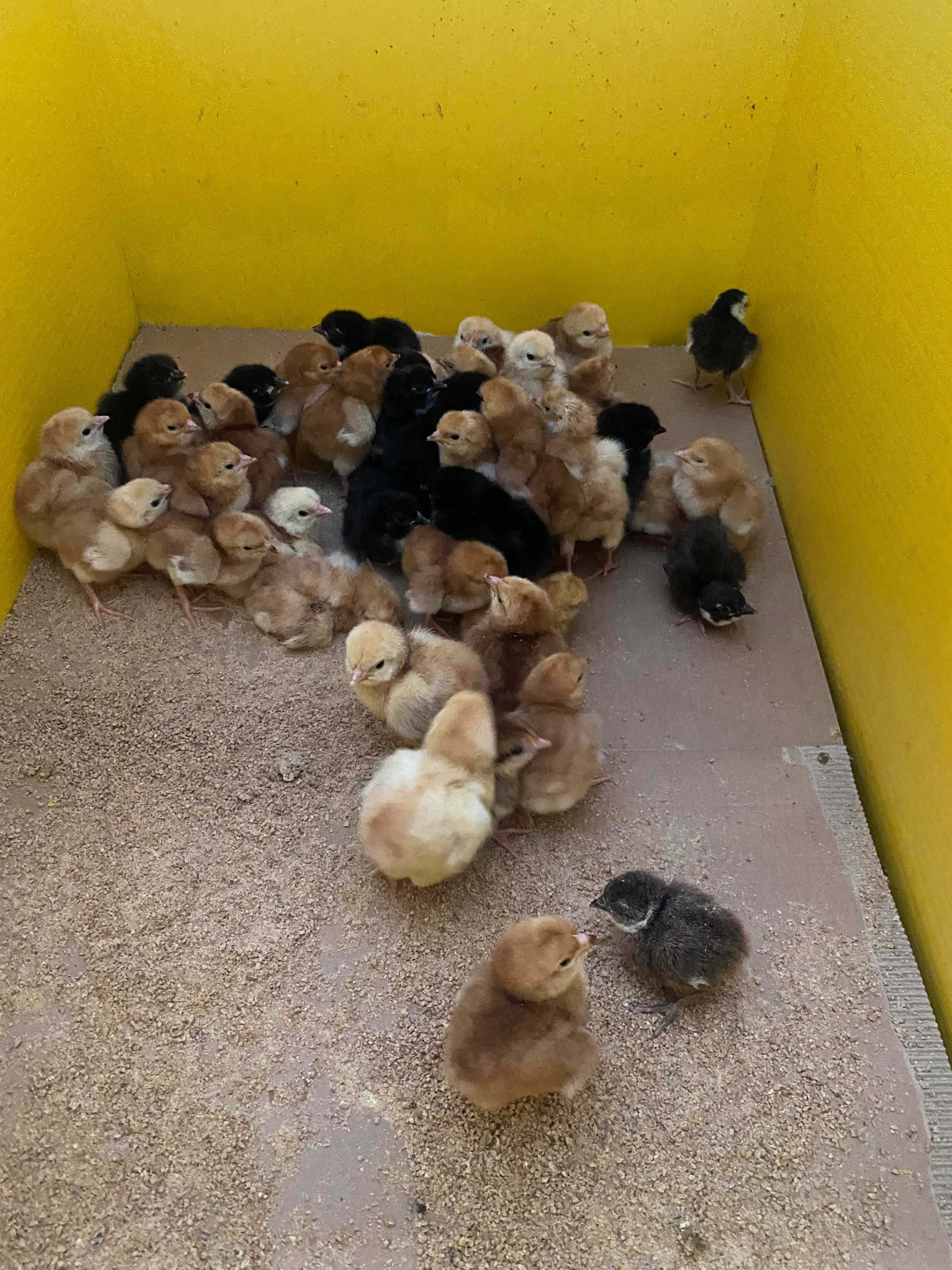 Frangos Rhode Island Red e Australorp