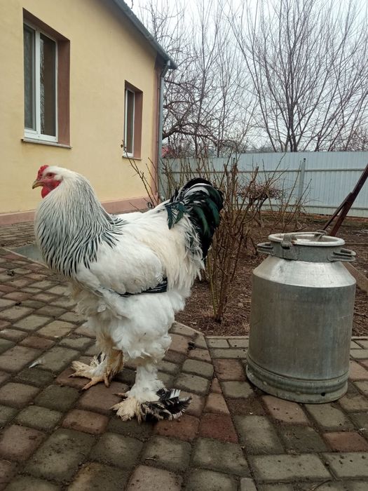 Брама світла. Продаж