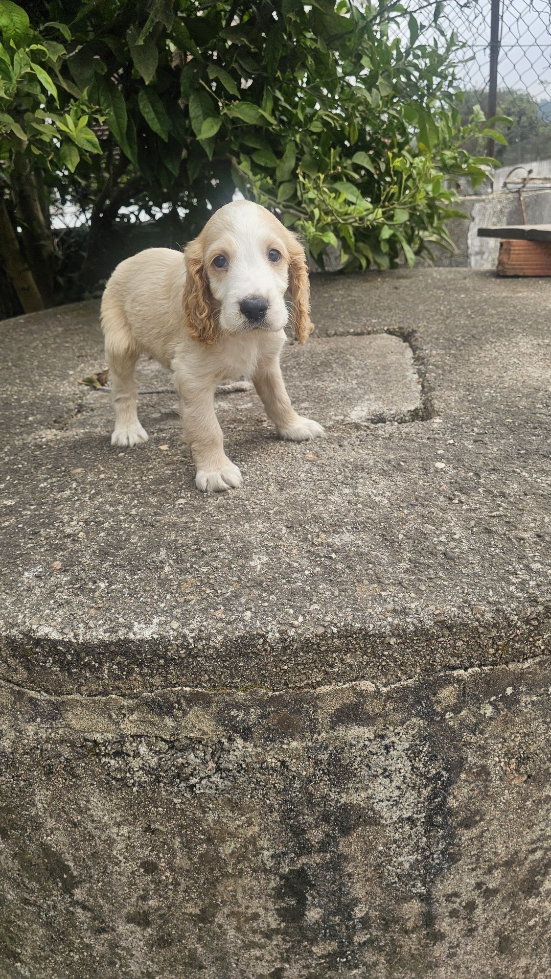 Cocker spaniel puro