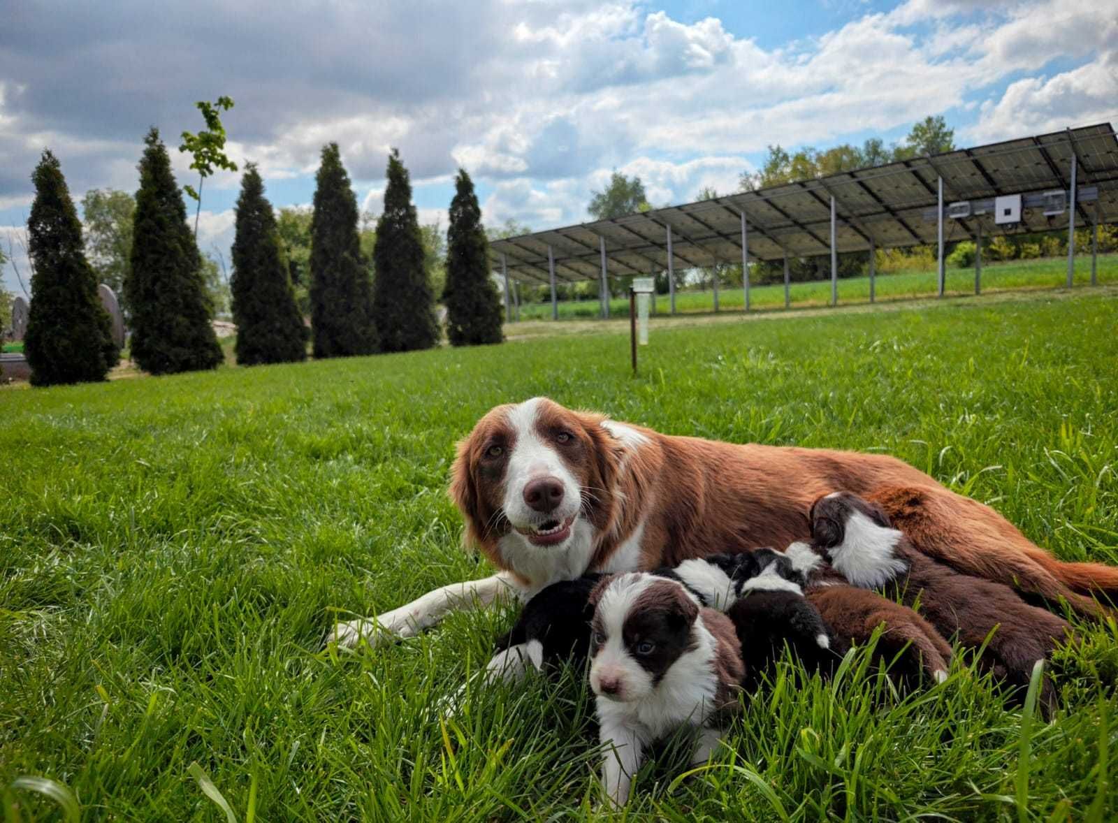 BORDER COLLIE śliczna suczka