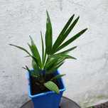 PALMA MROZOODPORNA Trachycarpus wagnerianus –12°C 27 cm egzotyczna