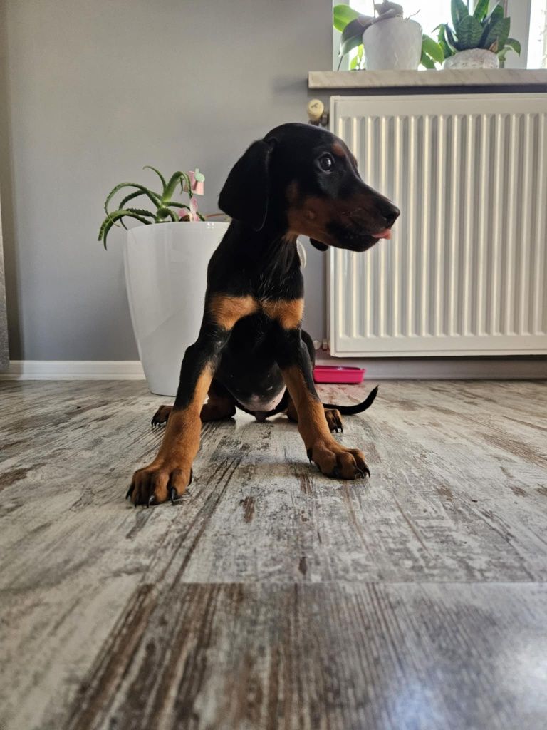 Doberman szczeniak