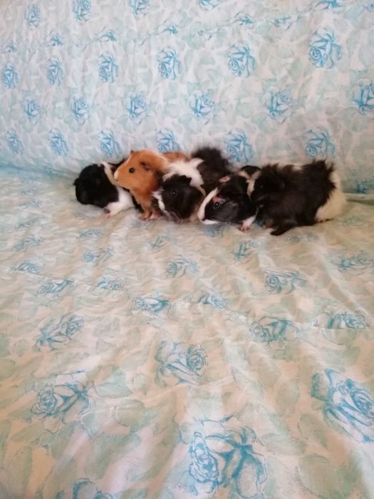 Świnka morska świnki morskie kawia domowa