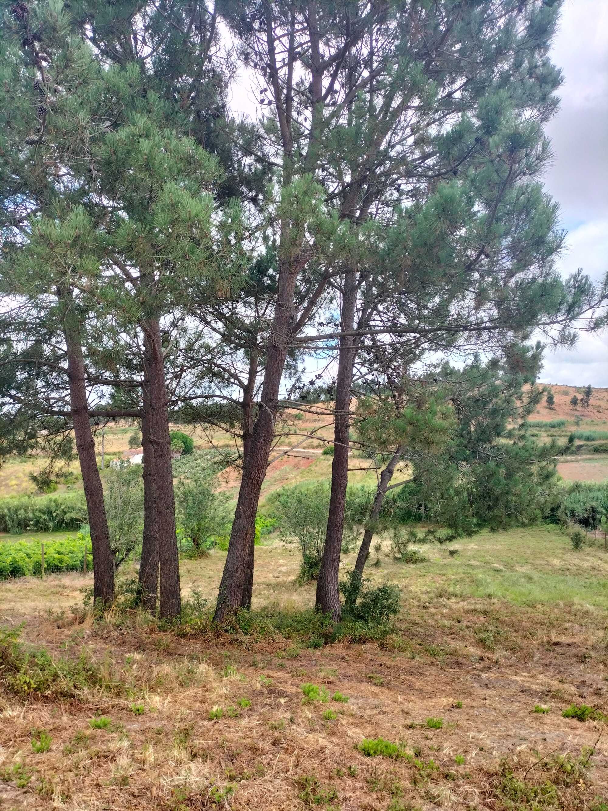 Moradia em terreno com 4080m²