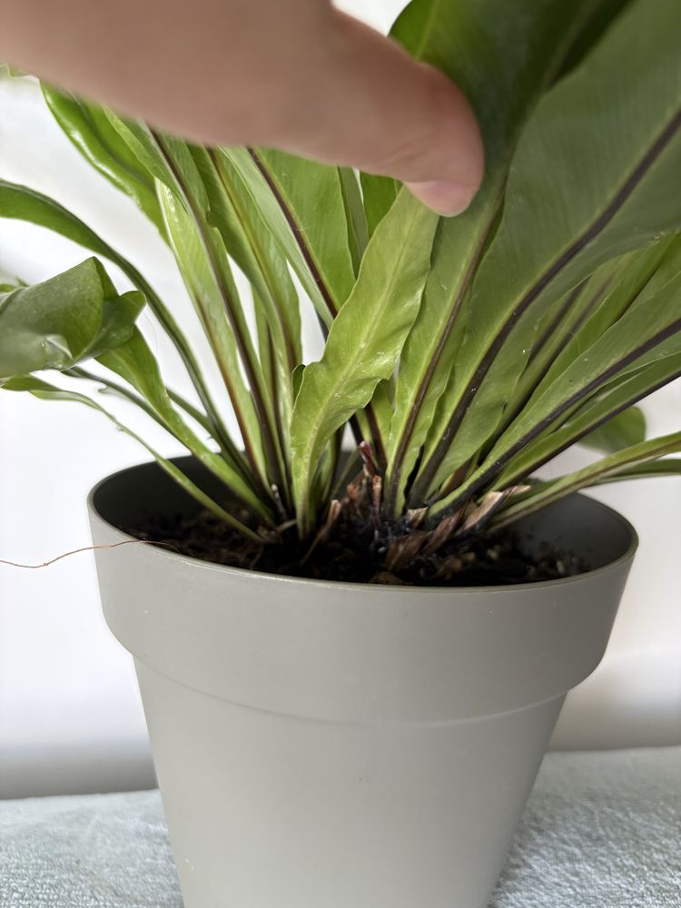 Paproć Asplenium nidus 'Crispy Wave'
