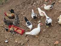 Vendo patos e galinhas com galinheiro completo