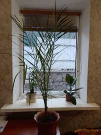 Квіти в вазонах пальма фініки екзотичні рослини  Єгипетська пальма фін