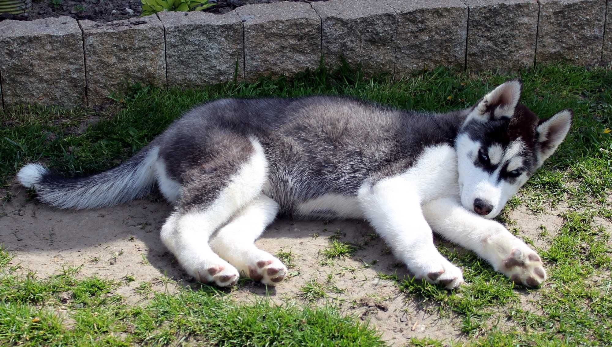 Husky Szczenię Siberian Husky Niebieskie Oczy z Rodowodem