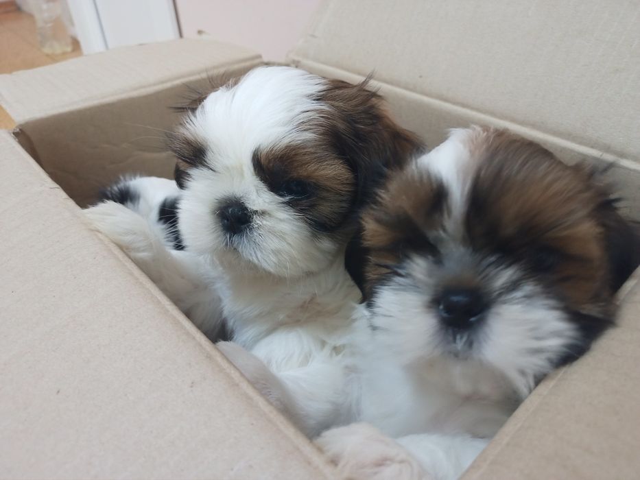 Супер хлопчик Ши-тцу цуцик