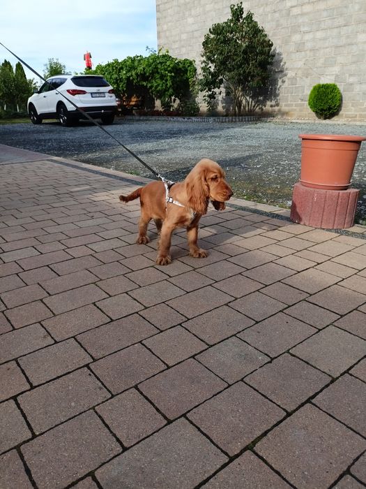 Piesek Cocker spaniel angielski