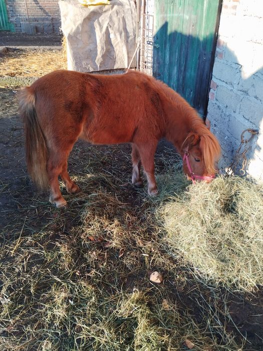 Sprzedam kucyka klacz