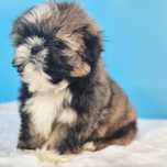 Shih tzu samiec gotowy do odbioru