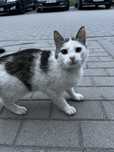 Silver (FeLV+) szuka domu tymczasowego! Młody, wykastrowany kocurek.