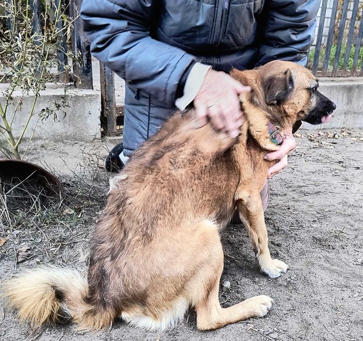 Wesoły Rudy szuka domu i przyjaciela