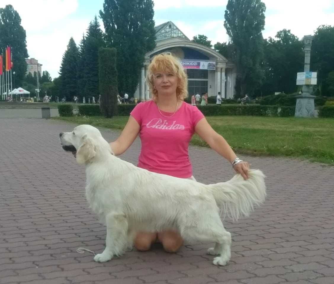 Голден ретрівера цуценята