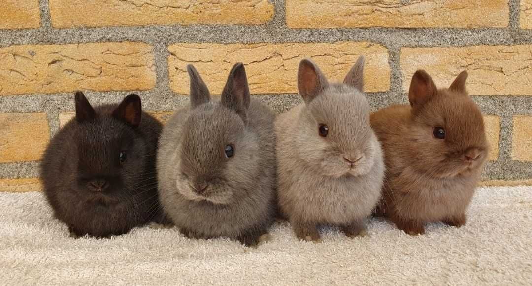 KIT Coelhos anões minitoy e mini holandês muito dóceis