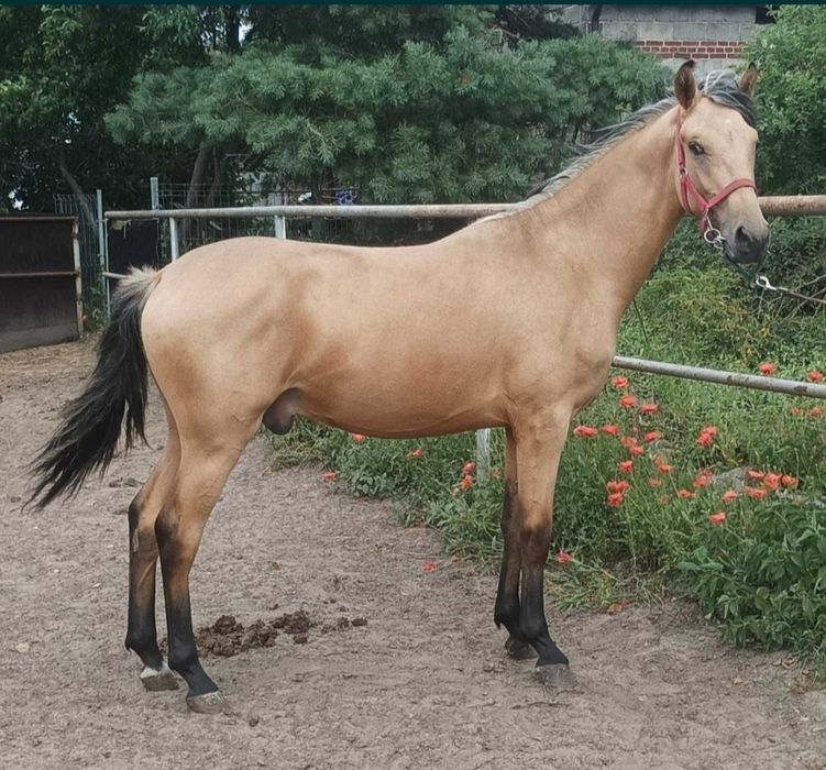 Śliczny Wałach  stelio